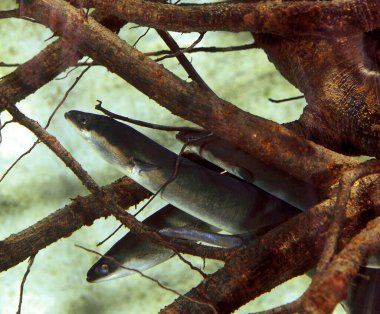 Yılan balığı ya da Avrupa yılan balığı, anguilla anguilla  