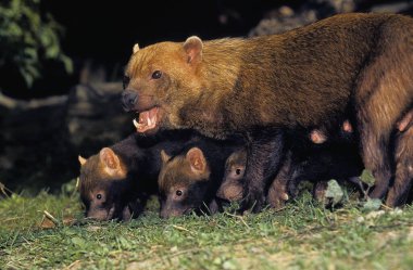 Bush Dog veya Sirke Tilkisi, Speothos Venaticus, Anne with Cub 