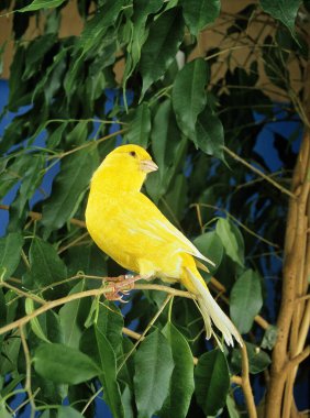 Yellow Canary, serinus canaria  standing on Branch   clipart
