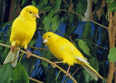 Yellow Canaries, serinus canaria  standing on Branch   clipart