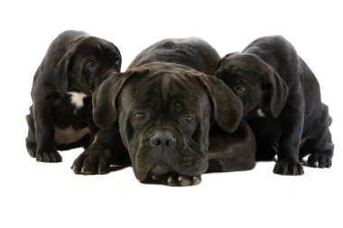 Cane Corso, İtalya 'dan bir köpek üreticisi, Anne ve Yavrular Beyaz Arkaplan' a karşı  