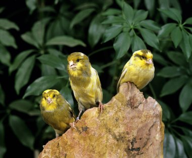 Yorkshire Canary, serinus canaria  clipart