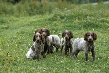 Pont Audemer Spaniel Köpek, Pup, French Breed   