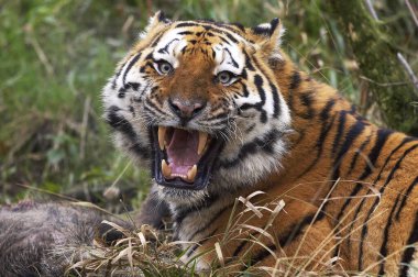 Sibirya Kaplanı, Panthera Tigris Altaica, Öldürücü Yetişkin, Savunma Duruşunda Hırıltı  