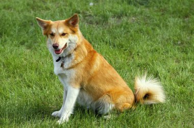Sibirya Laika Köpeği Çimenlerde oturuyor  