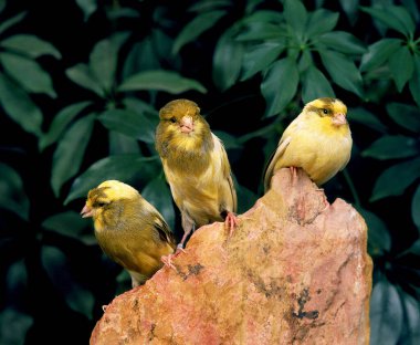 Yorkshire Canaries, serinus canaria    clipart