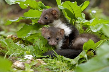 Young Stone Marten veya Beech Marten, martes foina, Normandiya  