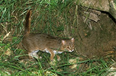 Rusty-Spotted Cat, prionailurus rubiginosus, Adult  clipart