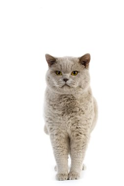 Leylak İngiliz Kısaltmalı Ev Kedisi Beyaz Arkaplan 'a karşı duran Erkek   