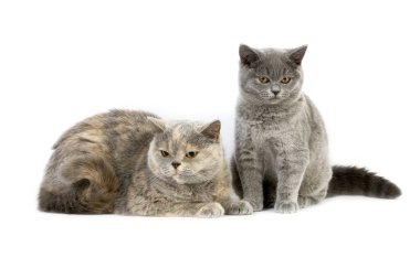 İngiliz Shorthair Evcil Kedisi, Mavi Krem Kadın ve Mavi Kedi Beyaz Arkaplan 'a karşı duruyor  