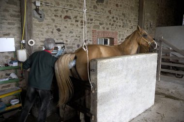 Akhal Teke, Türkmenistan 'dan At Yetimi, Veteriner, Hamile Karabasan kontrolü  