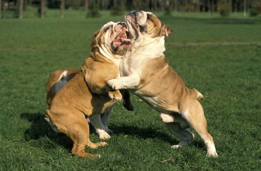 İngiliz Bulldog, Erkek ve Kadın Dövüşü  