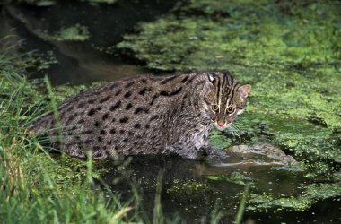 Balıkçı Kedi, prionailurus viverrinus, Yetişkin Suya Giriyor  