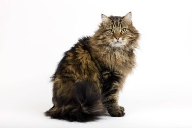 Angora Evcil Kedisi, Beyaz Arkaplanda Oturan Erkek  