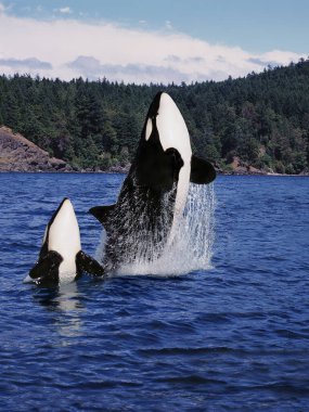 Katil Balina, Orcinus Orca, Anne ve Buzağı Sıçrayışı, Kanada 