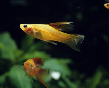 Kılıç kuyruklu balık, xiphophorus helleri  
