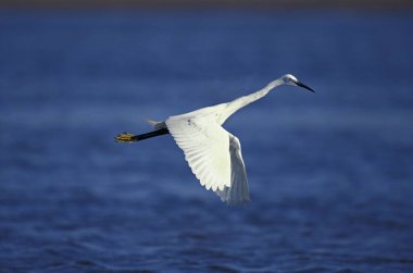 Egret, Egretta Garzetta, Yetişkin Uçuyor, Namibya 