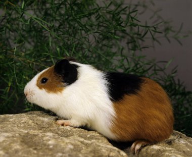Eskiden şiling şimdi domuz, Cavia porcellus  