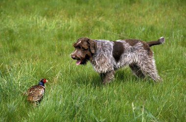 Korthal Dog or Wire-Haired Griffon Dog hunting Common Pheasant   clipart