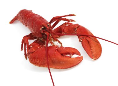 Haşlanmış ıstakoz, beyaz arka plana karşı homarus gammarus 