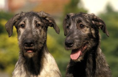 İrlandalı wolfhound köpeğin portresi    
