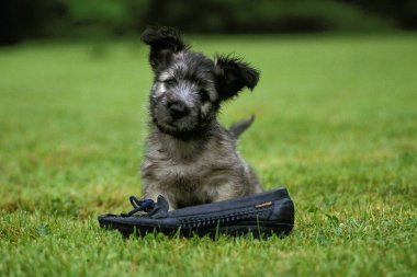 Skye Terrier, Pup Shoe ile oynuyor  