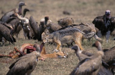 Akbabalar ve Kara Sırtlı Çakal, Kenya 'daki Masai Mara Parkı' nda Impala 'nın leşini yiyen yetişkin insanlar.  