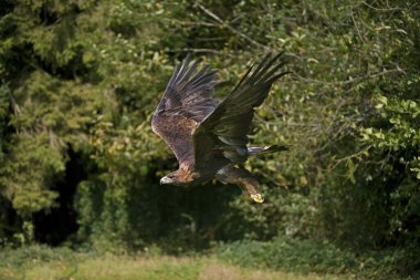 Golden Eagle, aquila chrysaetos, Yetişkin Uçuşu 