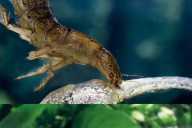Büyük Dalış Böceği, Distiscus Marginalis, Kurbağa Kurbağası Yiyen Larva, Normandiya  