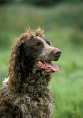 Pont Audemer Spaniel Köpek, Dilli Yetişkin Portresi  
