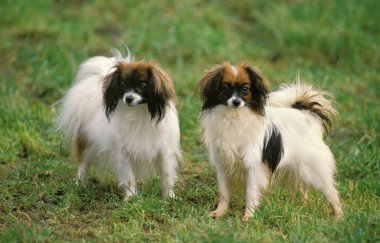 Phalene veya Continental Toy Spaniel Dog   