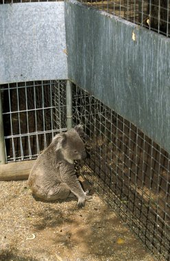 Koala, phascolarctos cinereus in Cage, Zoo in Australia  