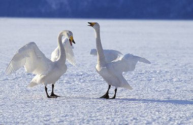 Whooper Swan, cygnus cygnus, Pair in Courtship Display, Hokkaido Island in Japan   clipart