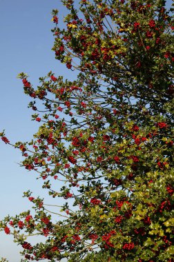 Avrupalı Holly, ilex aquifolium ve Red Berries, Normandiya 'da Kış  