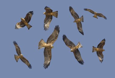 Kara Uçurtma, Milvus Migrans, Uçuşta  