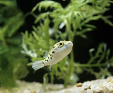 Benekli Yeşil Kirpi Balığı, tetraodon fluviatilis 