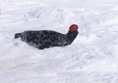 Kapüşonlu fok, cystophora cristata, Ice Floe üzerinde duran erkek kaput ve zar tehdit edildiğinde saldırganlık göstergesi ve üreme sezonunda uyarı olarak kullanılır, Kanada 'nın Quebec kentindeki Magdalena Adası. 