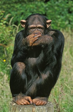 Şempanze, pan trogloditler, Komik Duruşlu Yetişkin  