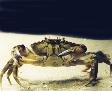 Avrupa Sahili Yengeci, Karsinus maenası  