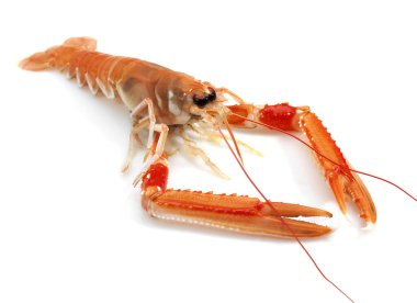 Dublin Körfezi Karidesi veya Norveç Istakozu veya Scampi, Beyaz Arkaplan 'a karşı nefrops norvegicus  