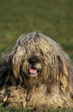 Bergamasco Çoban Köpeği ya da Bergamese Çoban Köpeği, Köpek Çimlerin üzerinde  