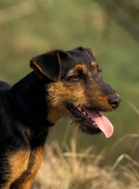 Jagd Terrier Dog, Dilsiz Yetişkin Portresi  
