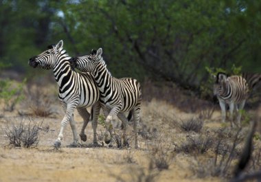 Burchell 'in Zebra' sı, equus Burchelli, Kenya 'daki Masai Mara Park.  