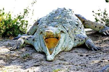 Orinoco Timsah, Timsah, Timsah, Ağzı Açık Yetişkin Vücut Sıcaklığını Düzenleyen, Venezuela 'da Los Lianos  