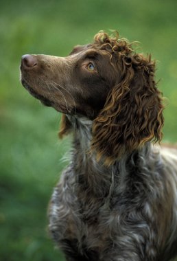 Pont Audemer Spaniel 'in portresi. Bir Fransız Köpeğidir.  