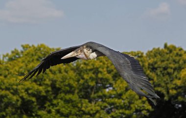 Marabou Stork, leptoptilos crumeniferus, Yetişkin Uçuşu, Kenya Masai Mara Parkı  