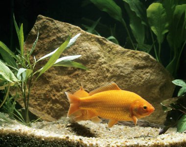Japon balığı, karasik auratus, doğal arka plan.