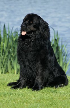 Newfoundland Köpeği Su kenarında oturuyor    