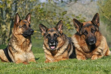 Alman Çoban Köpeği, Yetişkinler Çimlerin üzerinde  