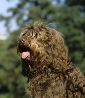Portrait of Barbet Dog with Tongue out   clipart
